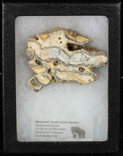 Mammoth Molar Slice With Case - South Carolina #58321
